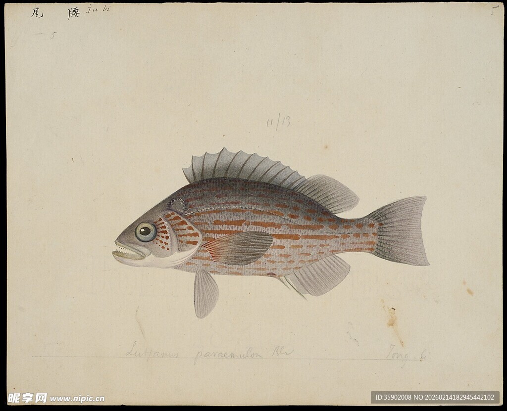 条纹鱼绘画作品