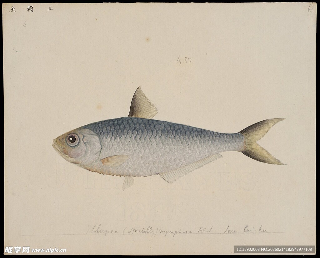 银灰色单尾鱼绘画展示