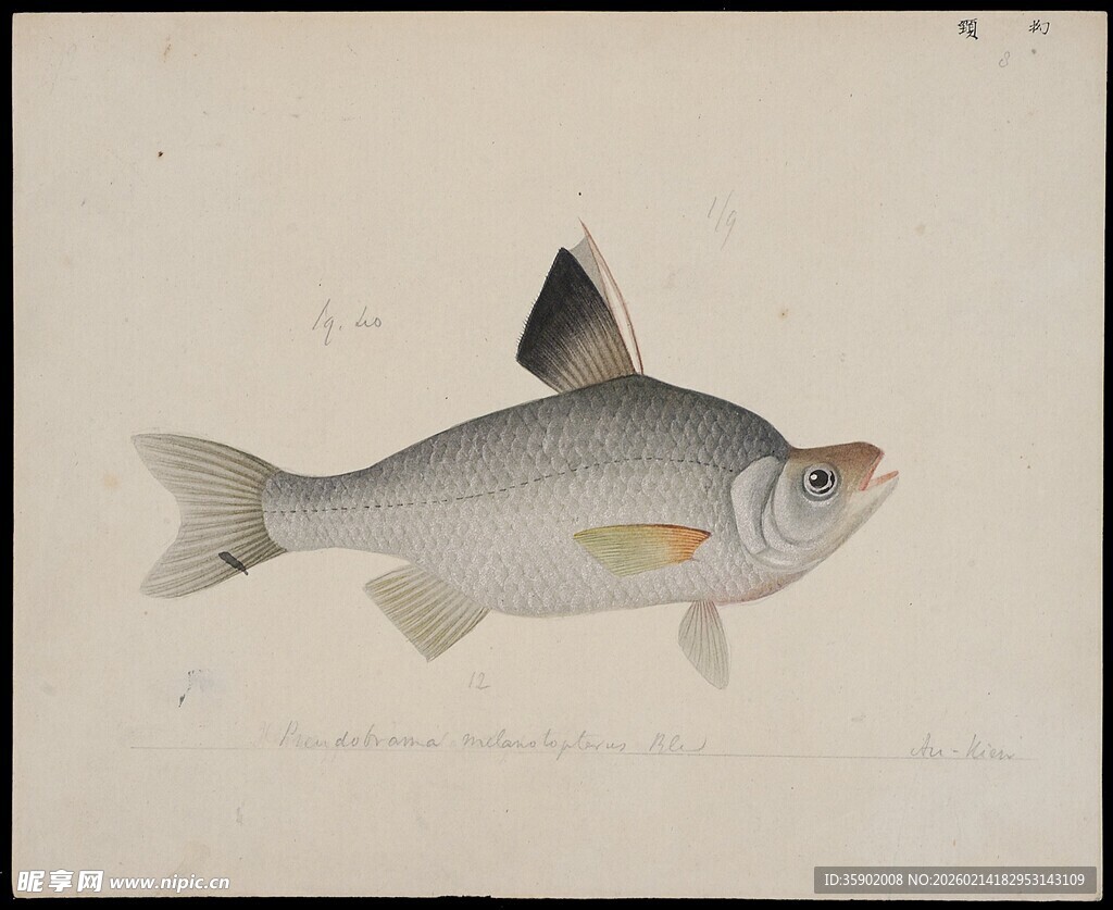一幅鱼类绘画作品