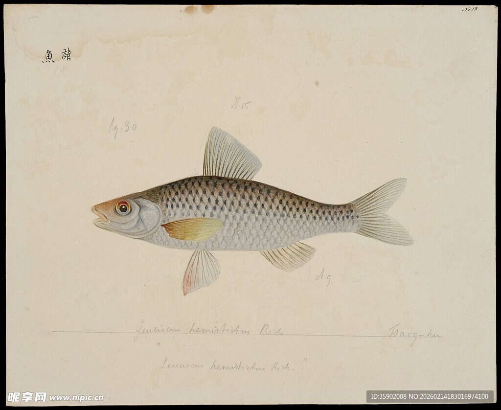 单尾条纹小鱼绘画图