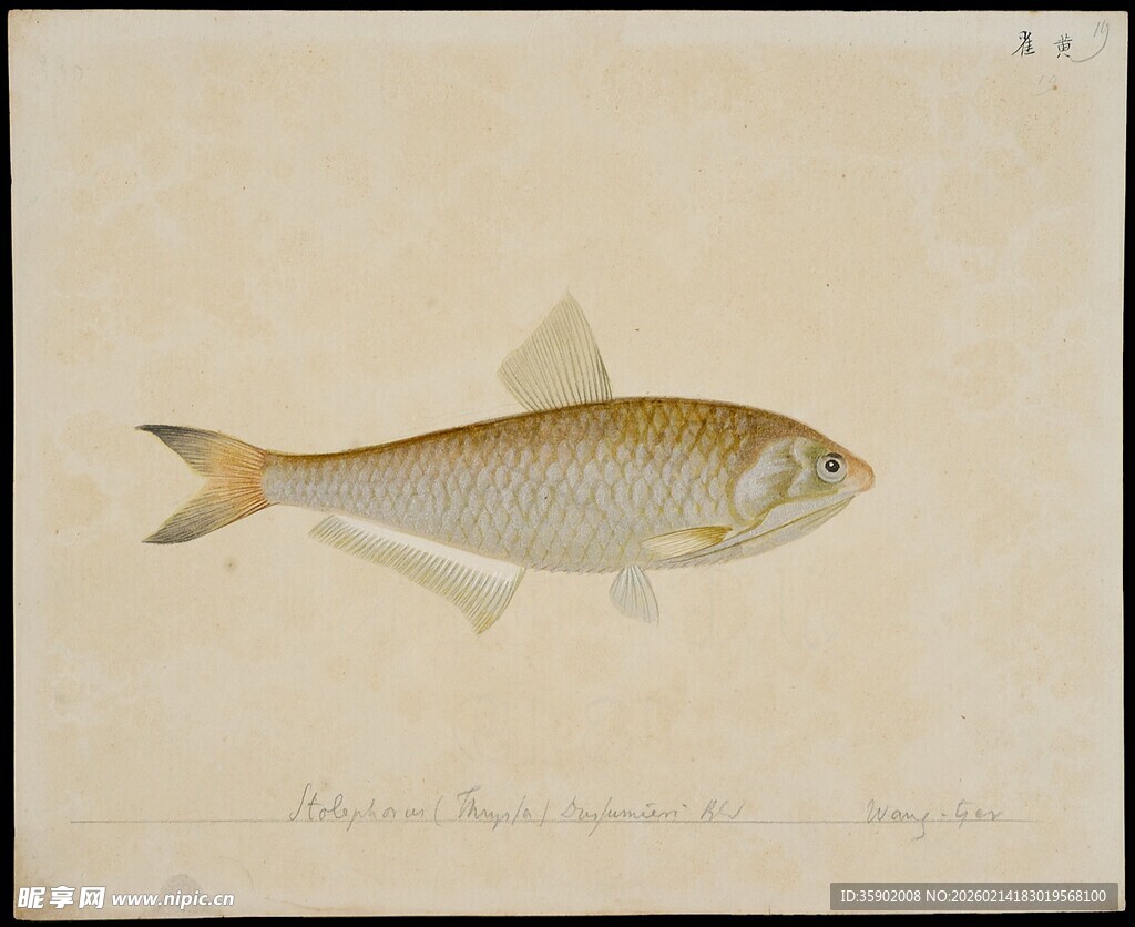 金色小鱼绘画作品