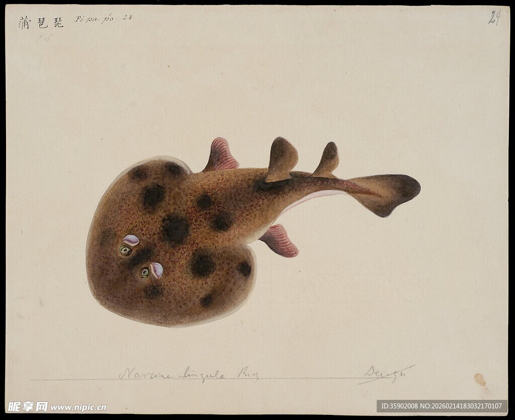 斑点海鱼绘画作品