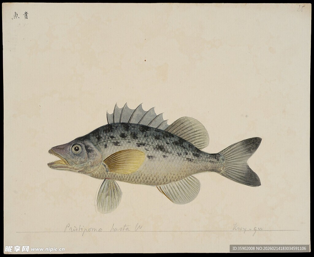 手绘斑点鱼图案