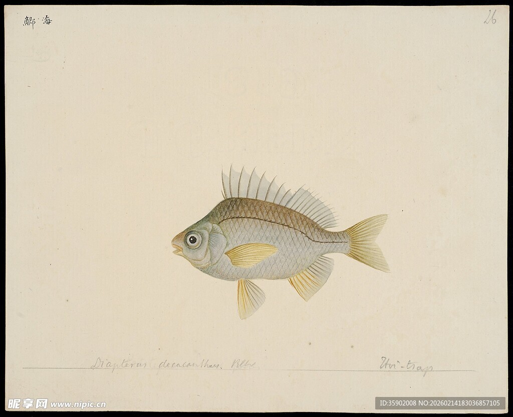 单尾小鱼绘画作品