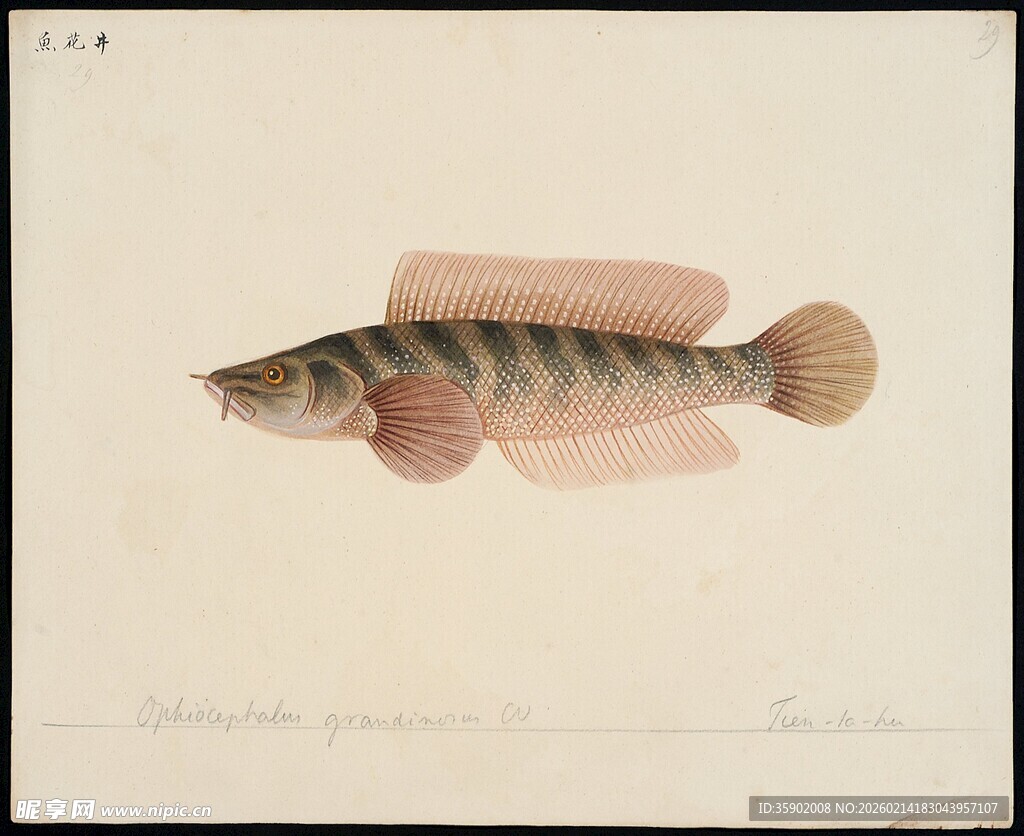 手绘条纹鱼类图像