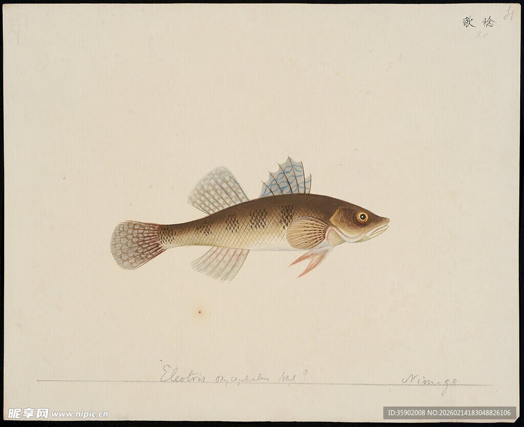 单尾鱼类绘画作品展示