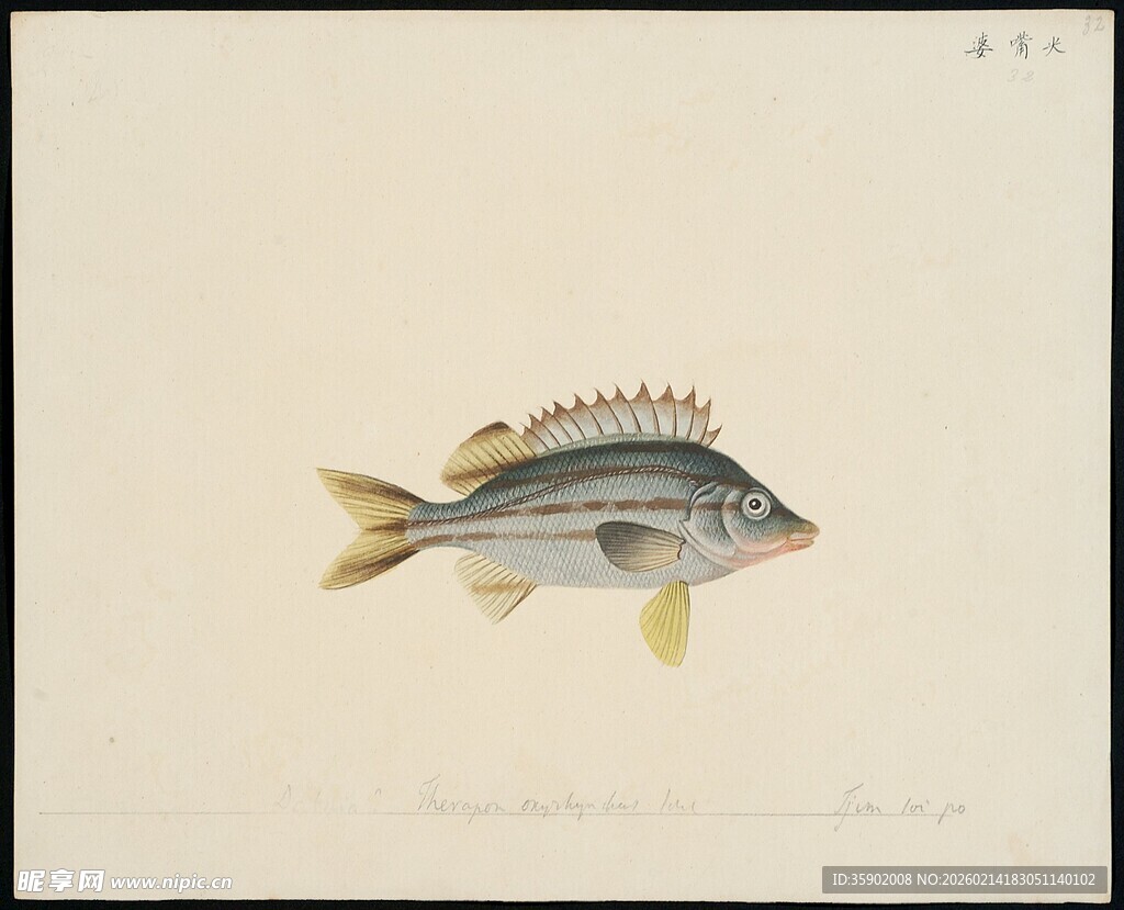 手绘条纹鱼图案