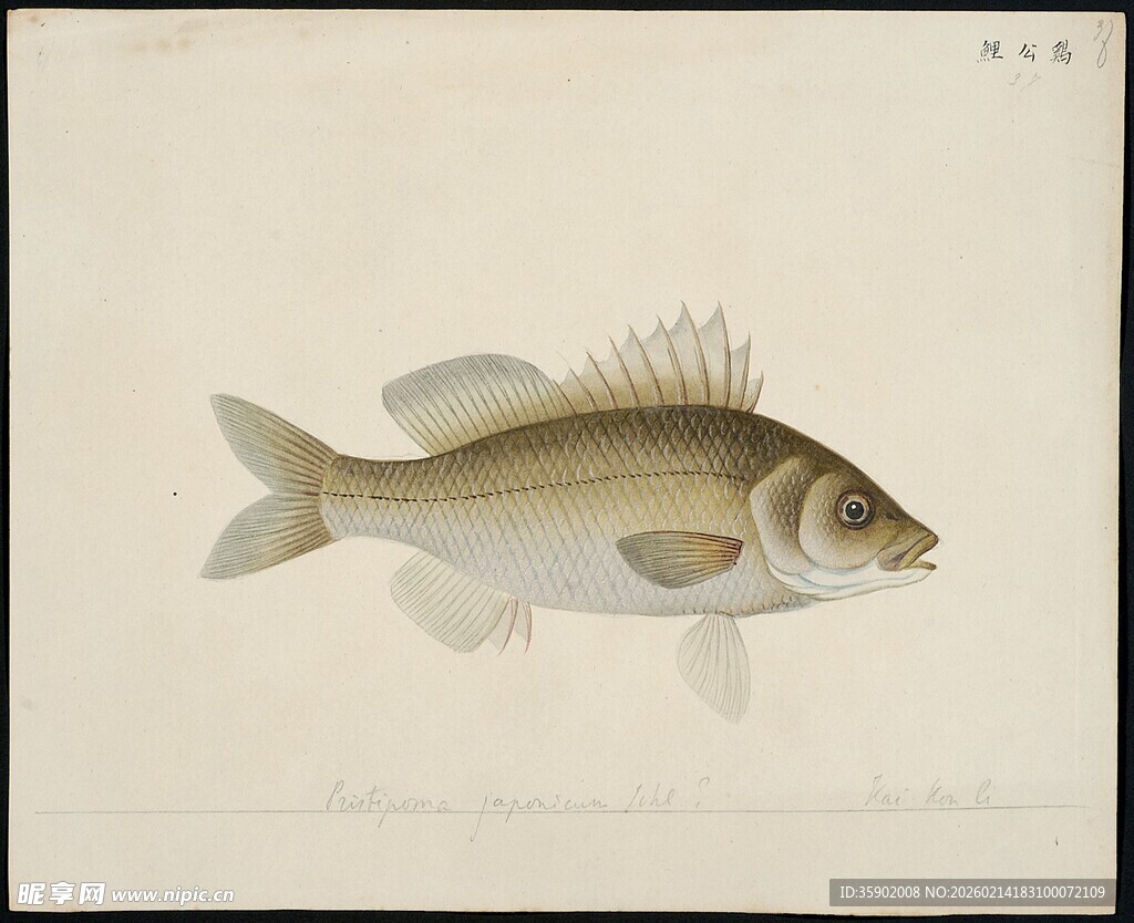 单尾鱼的精美绘画