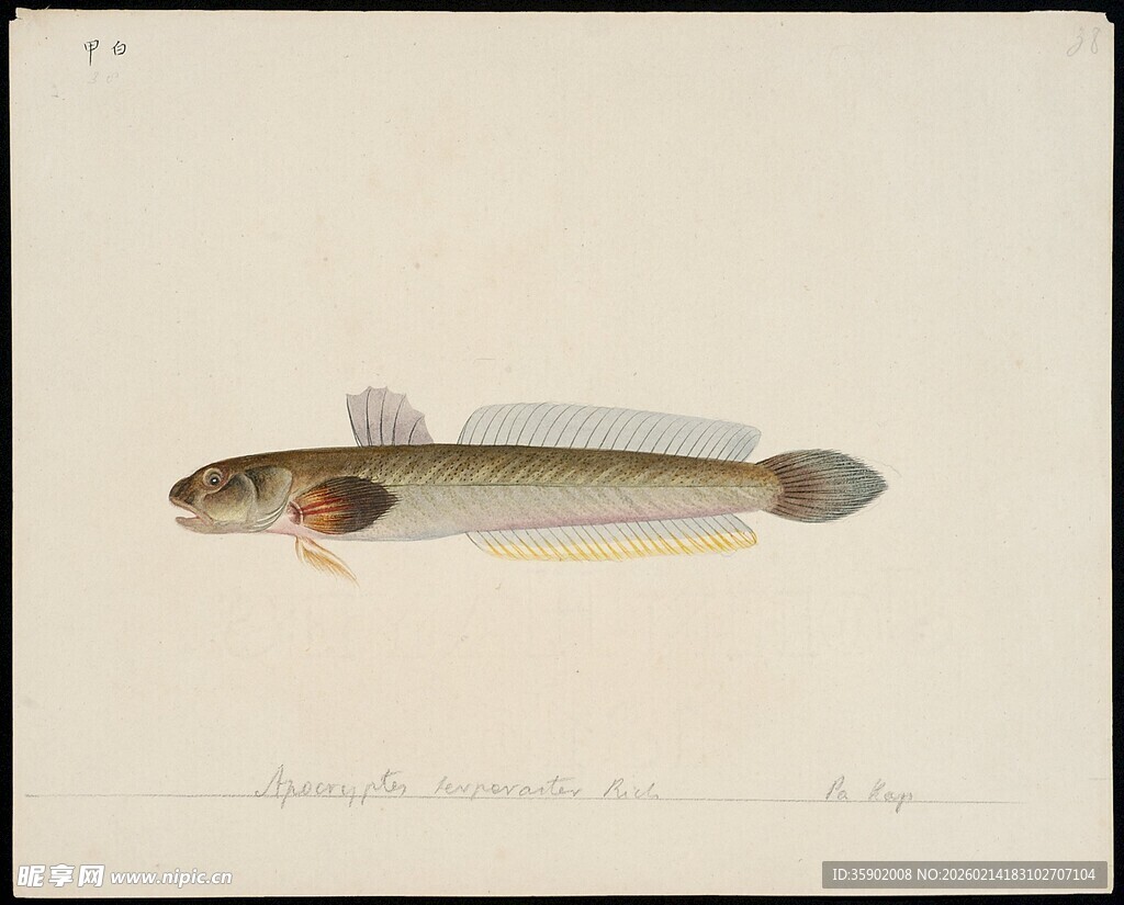 小型淡水鱼特写