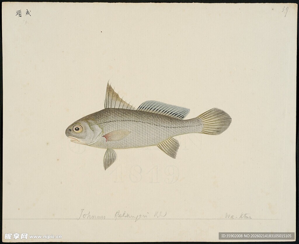 单尾鱼类绘图展示