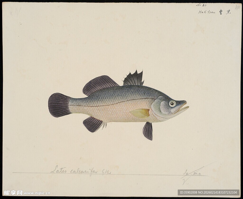 单尾淡水鱼绘画作品