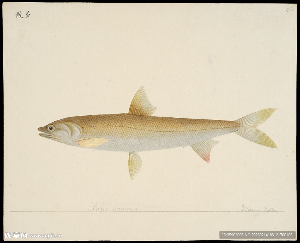 单尾淡色鱼类展示