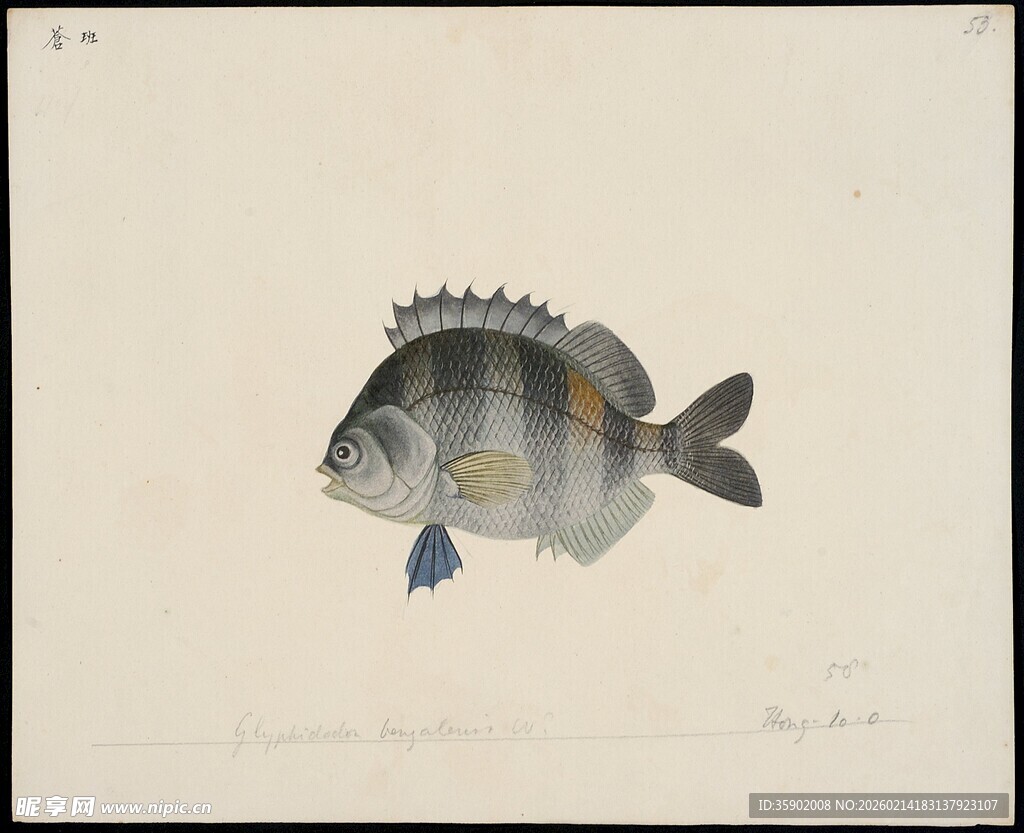 手绘条纹鱼图案