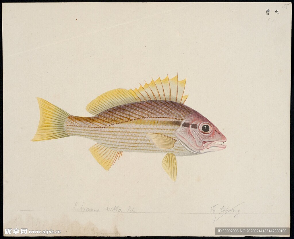 彩色条纹鱼绘画作品