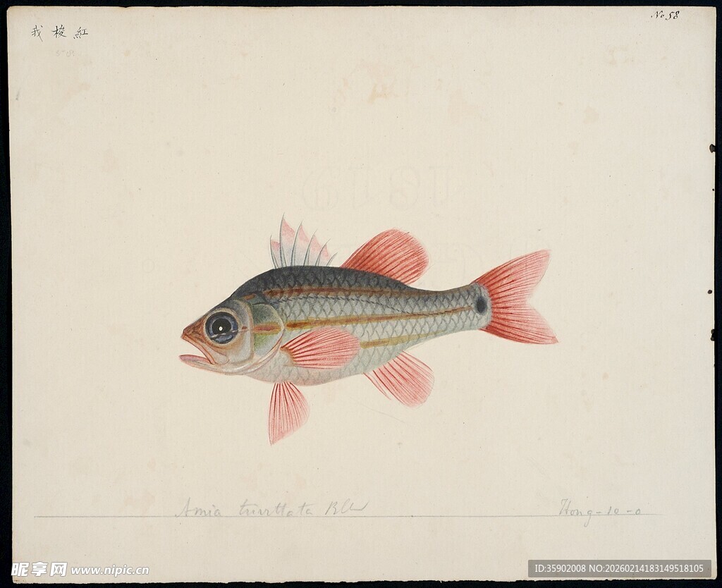 彩色小鱼绘画作品