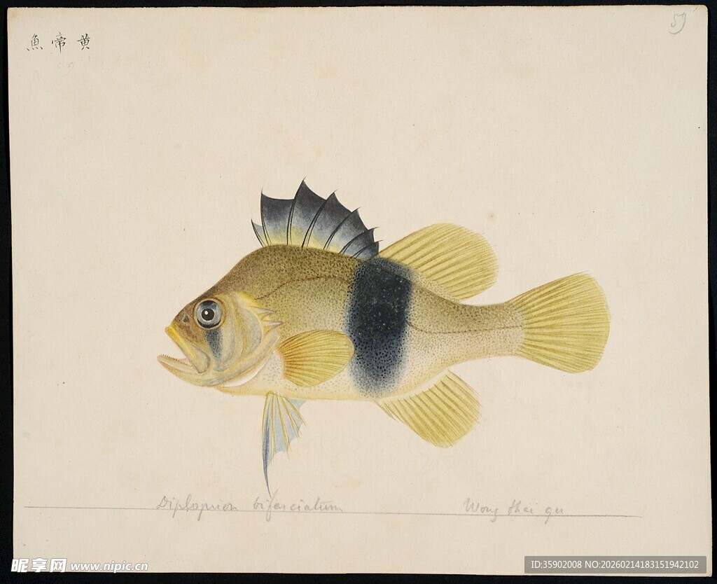 黄黑相间的美丽观赏鱼