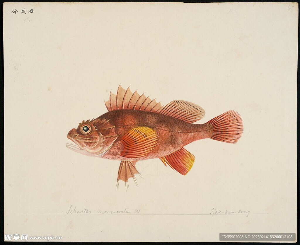 色彩鲜艳的海洋小鱼