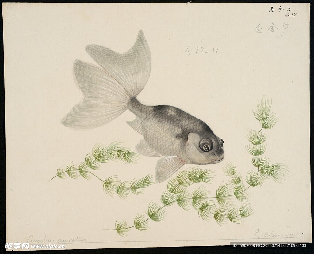 水墨金鱼戏浮萍