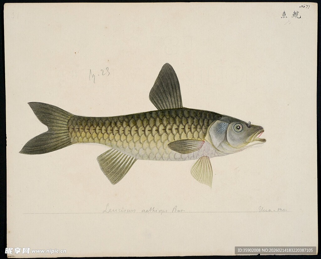 单尾鱼类绘画展示