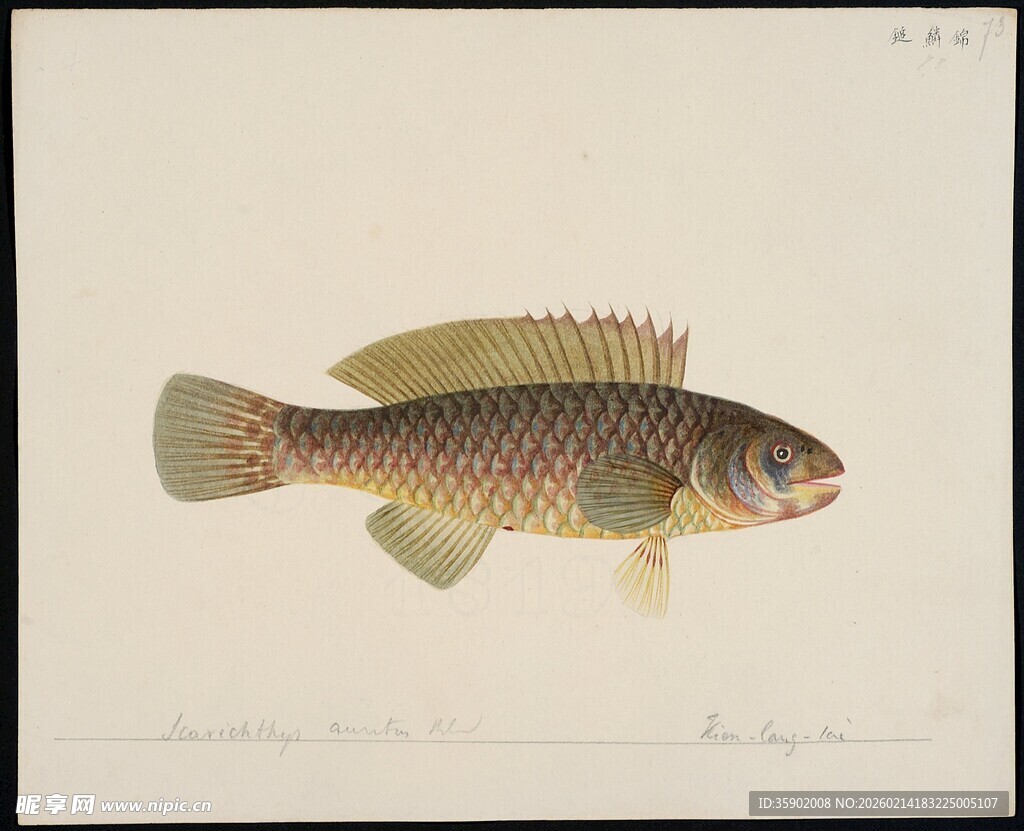 彩色斑纹鱼特写