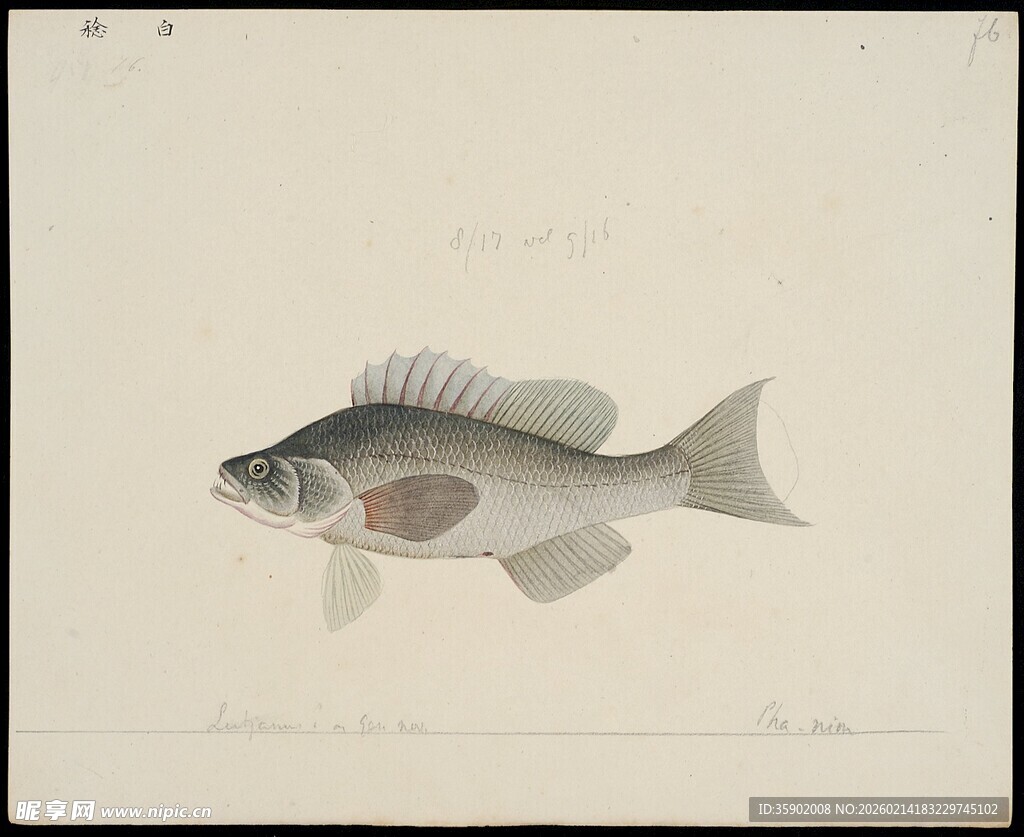 单尾鱼类绘画展示