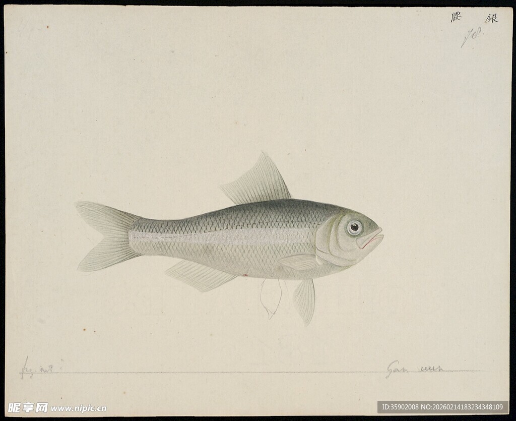 单尾银鱼绘画图