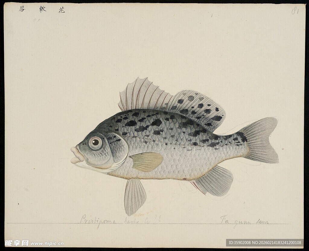 手绘斑点鱼图案