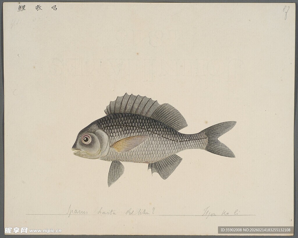 单尾鱼的手绘插画