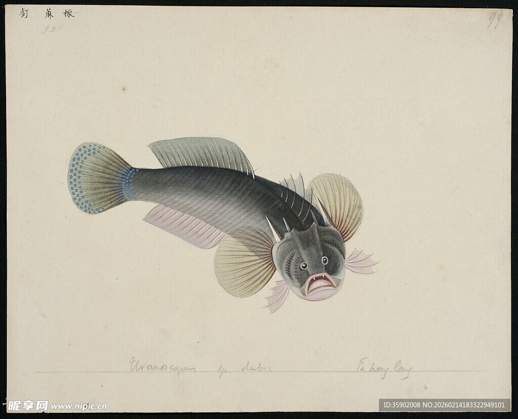 手绘独特外形鱼类图