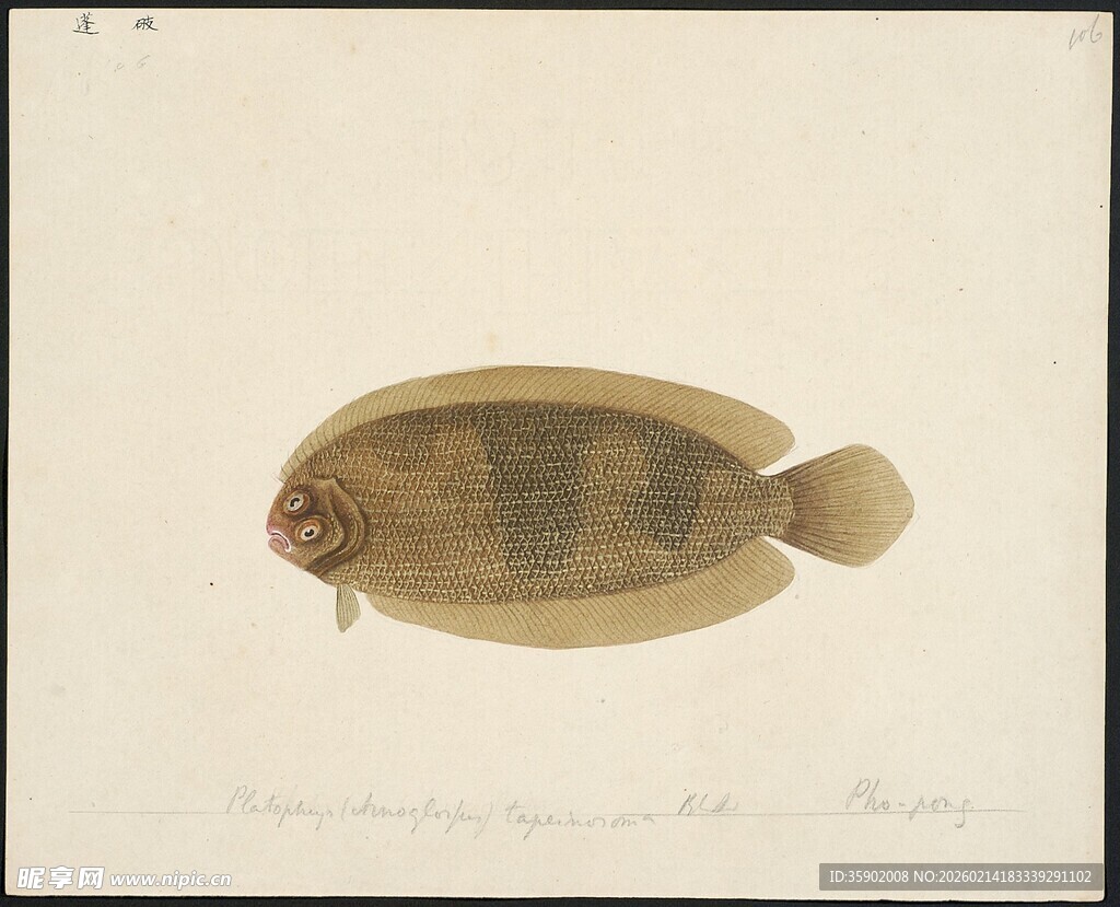 扁平状鱼类特写