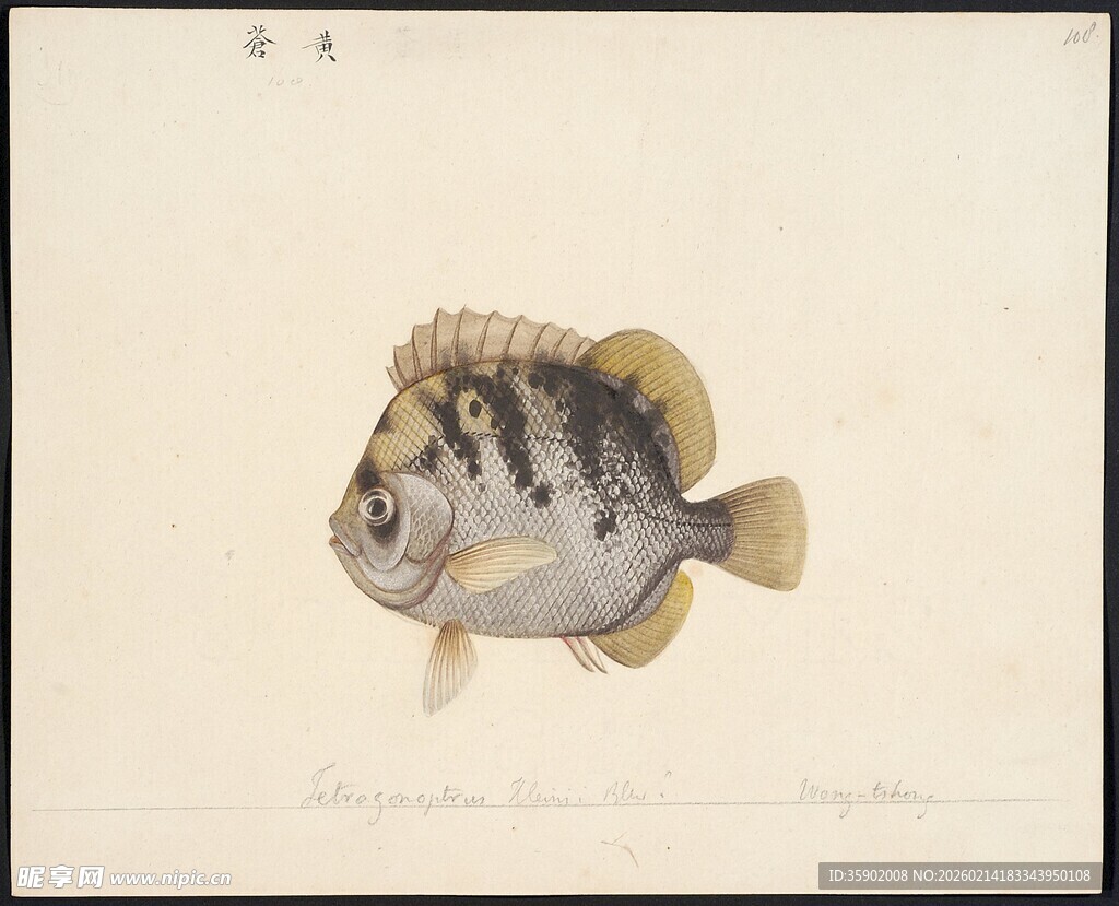 黑白斑纹鱼特写