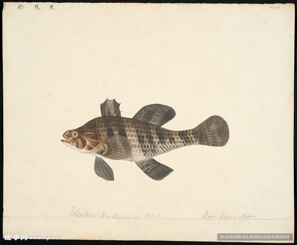 条纹小鱼插画图