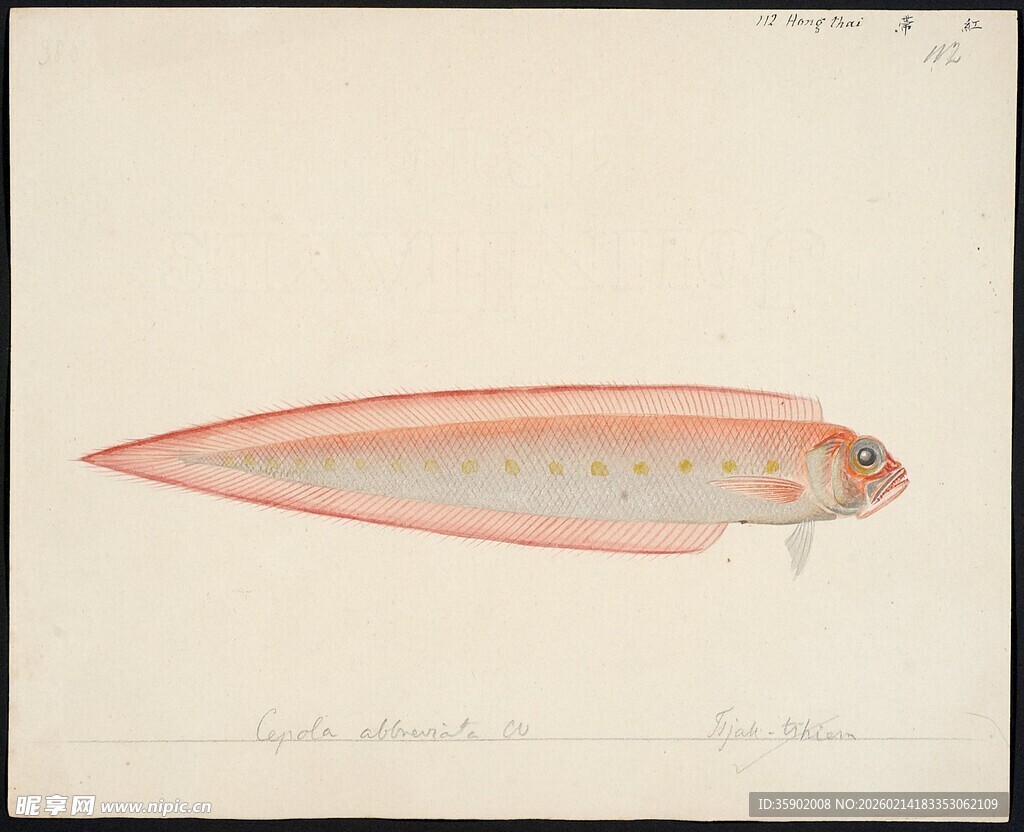 粉色长条状鱼类插画