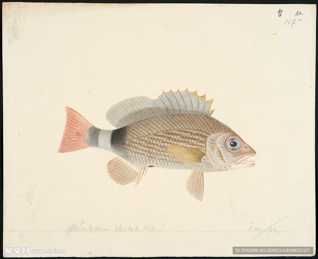 彩色条纹鱼绘画作品