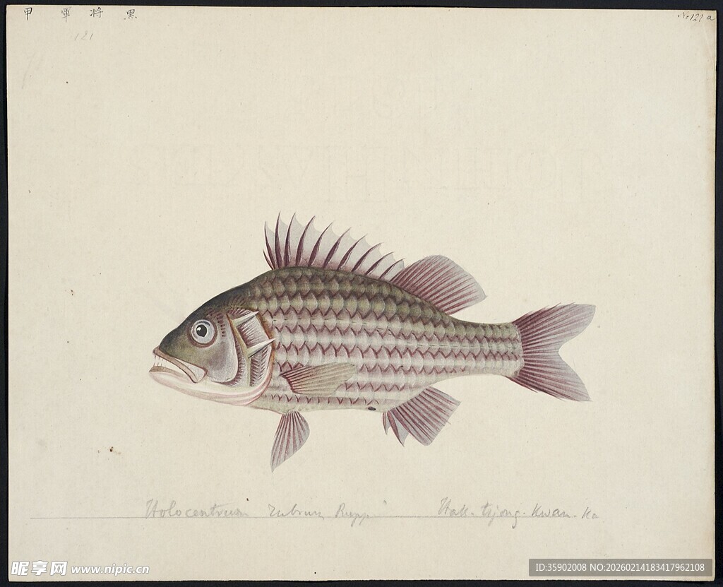 条纹鱼手绘插画