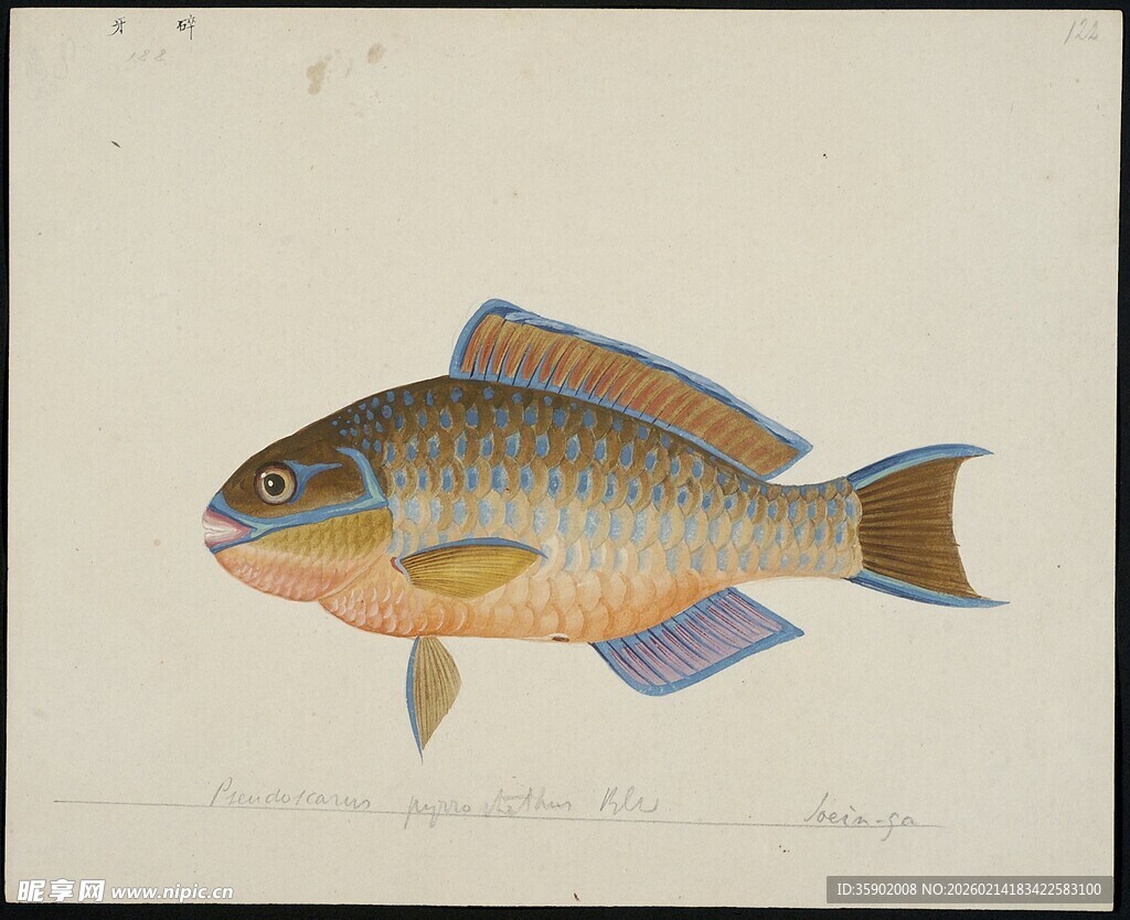 彩色鱼绘画作品展示