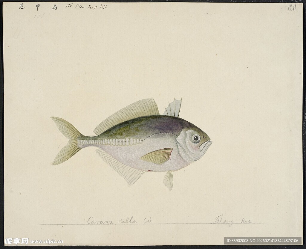 单尾银灰鱼绘图