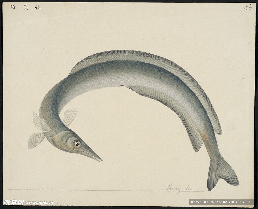 弯曲姿态的鱼类绘画作品