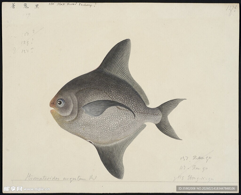 银鲳鱼绘画作品展示