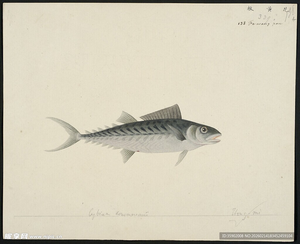 单条鱼的黑白插画