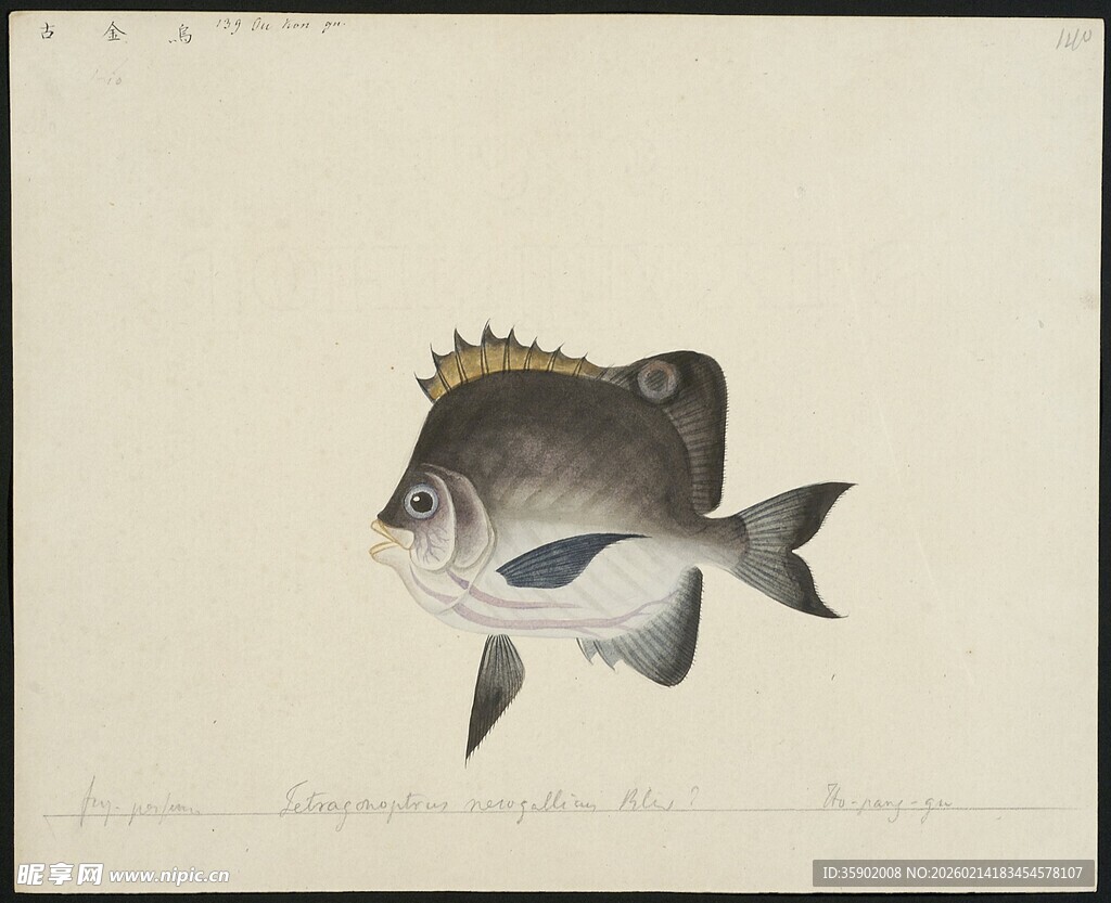 头戴皇冠的独特鱼类