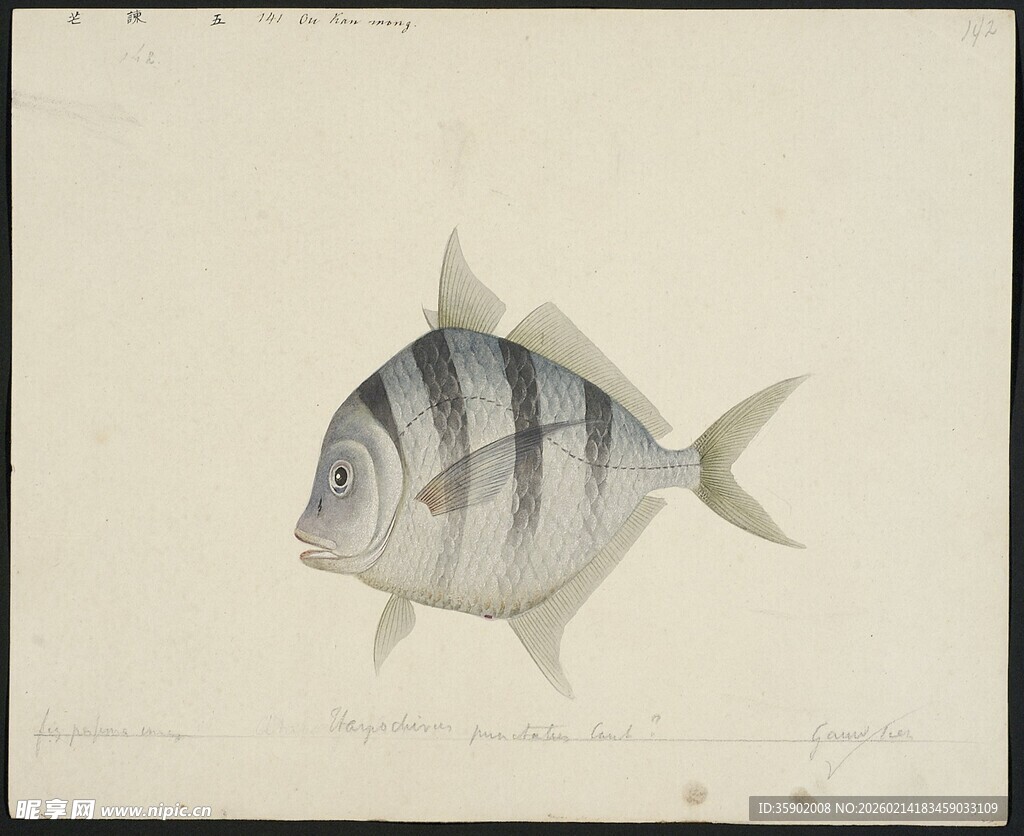 条纹鱼绘画作品