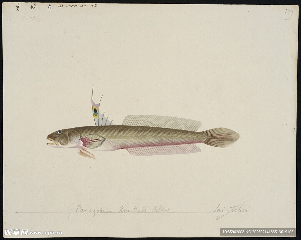 手绘鱼类标本图