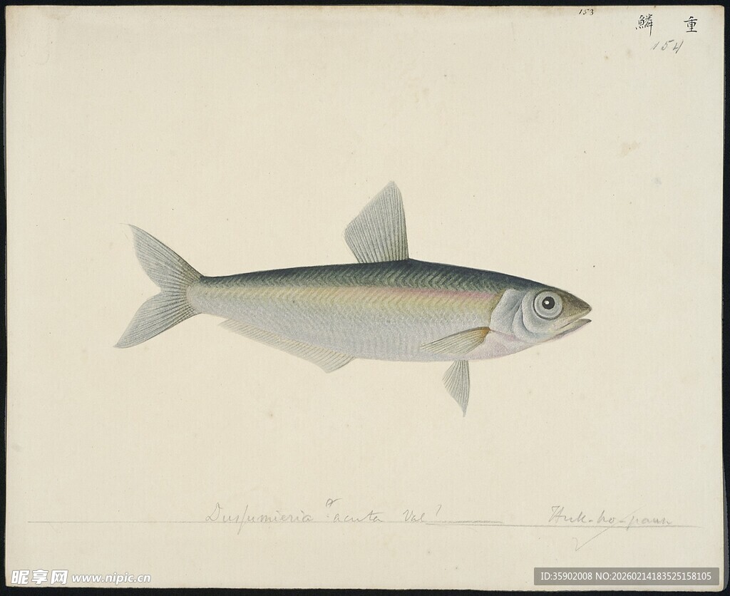 单尾银鱼绘画图