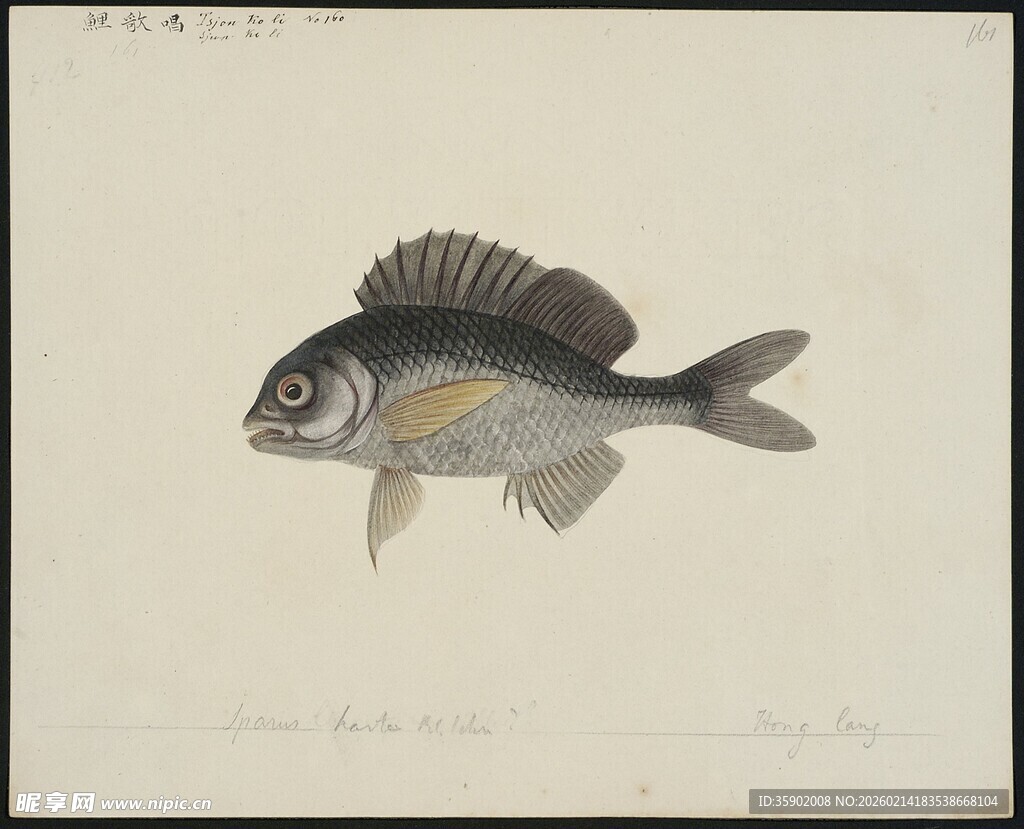 手绘条纹鱼图案