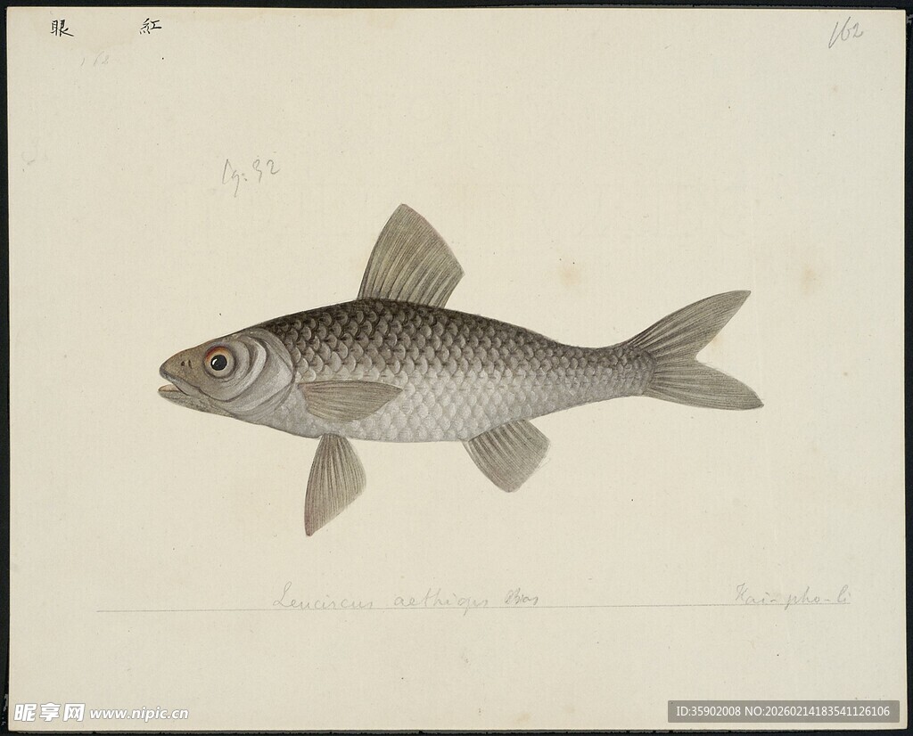 手绘银灰色鱼类图像