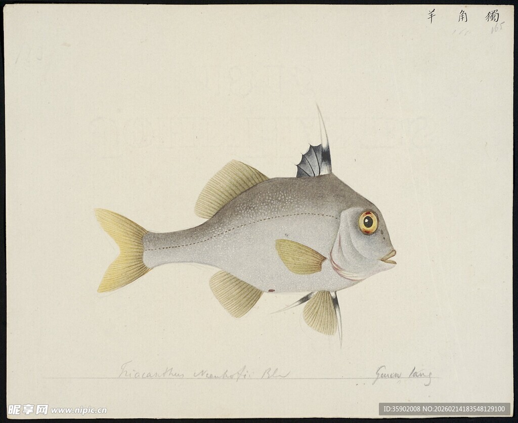 白色鱼形装饰品