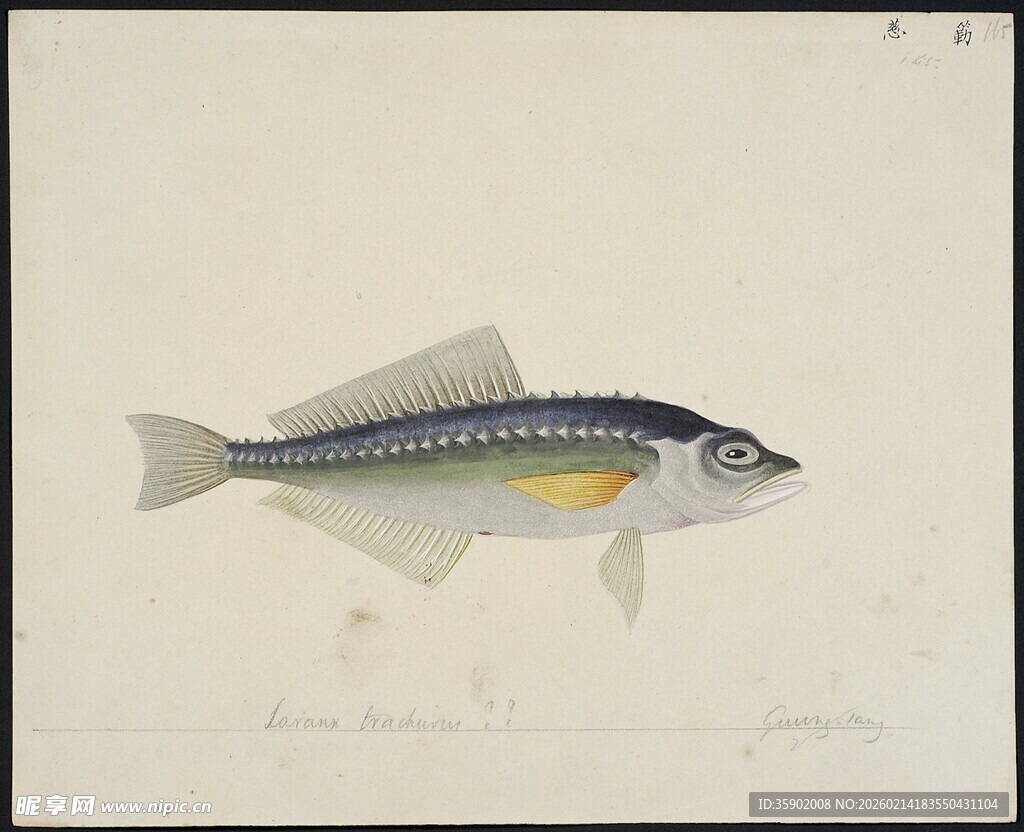 彩色条纹鱼插画