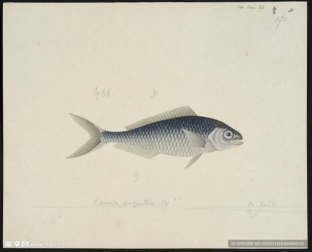 单尾银灰鱼绘图