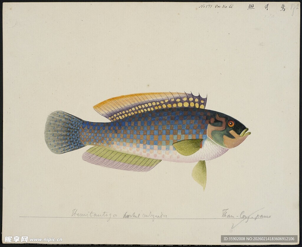 多彩海鱼插画